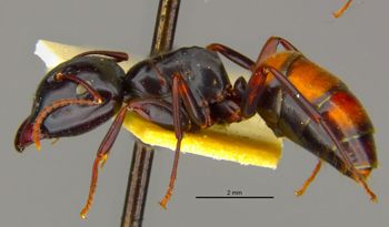 Media type: image;   Entomology 8721 Aspect: habitus lateral view